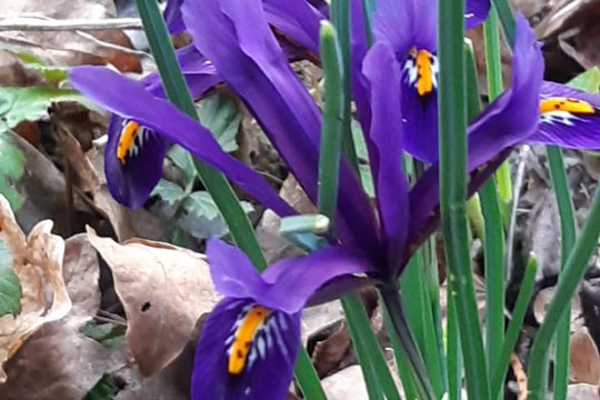 Festività Pasqua 2026 - Orari di apertura uffici